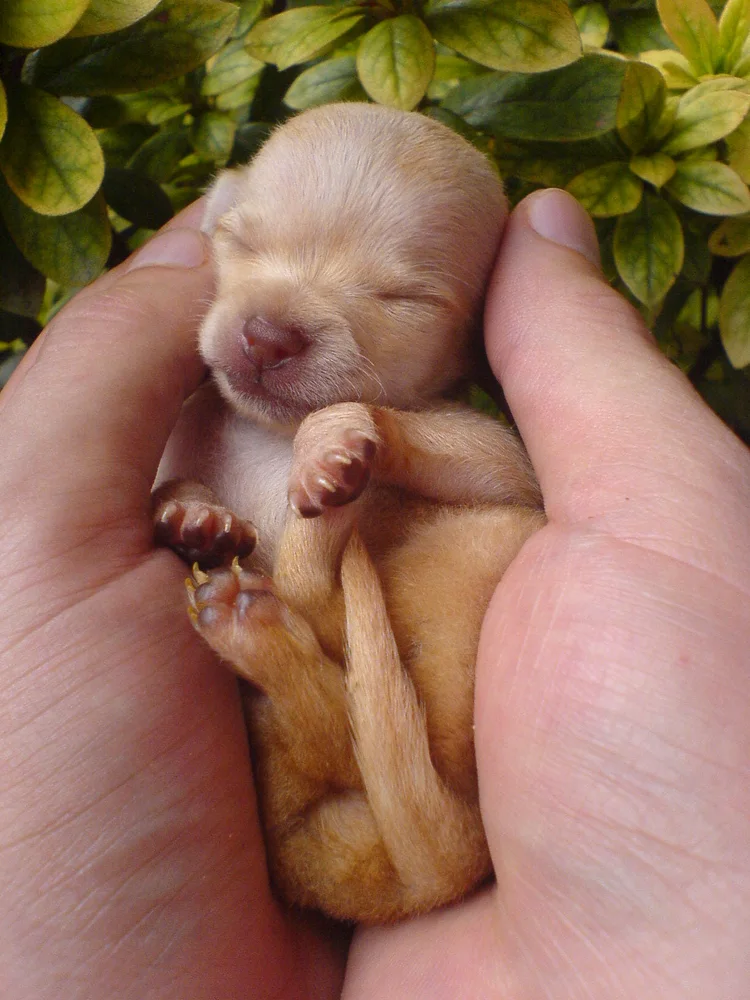 Chiot tenu délicatement dans des mains humaines
