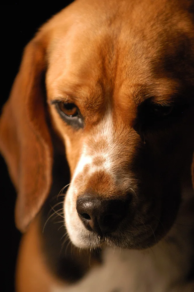 Portrait d'un beagle assis dans l'herbe