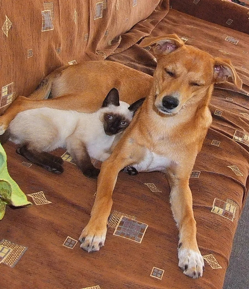 Un chien et un chat côte à côte
