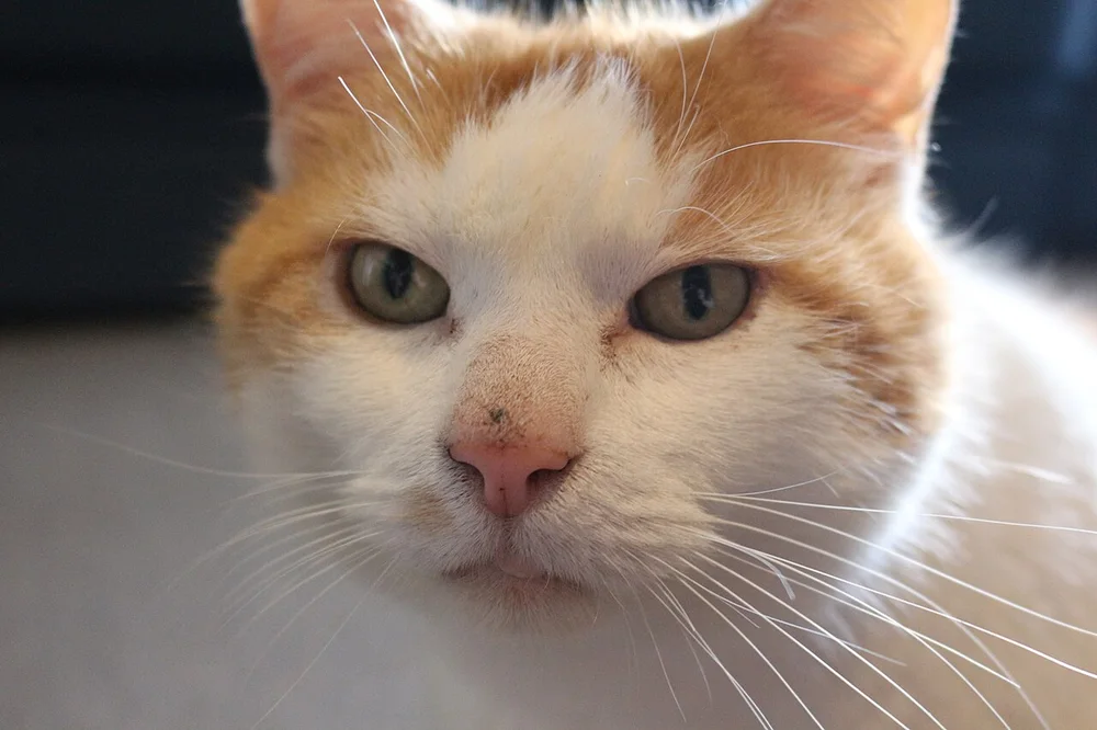 Chat domestique à l’intérieur