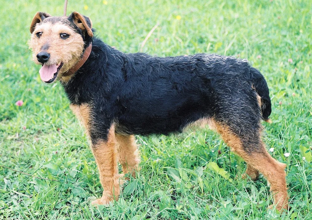 Deutscher Jagdterrier