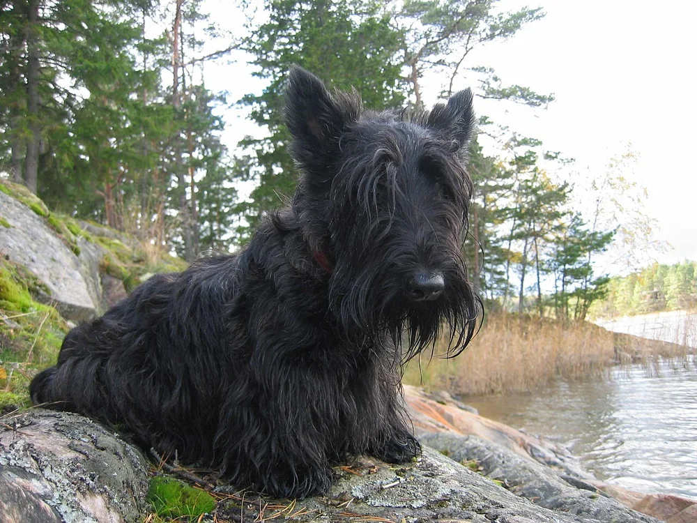 Aberdeen Terrier ou Scottish Terrier