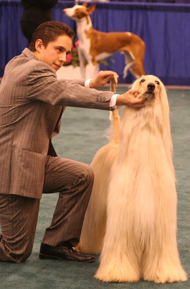Lévrier Afghan