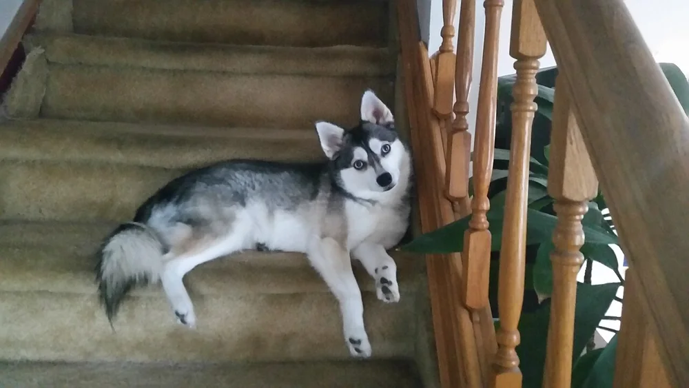 Alaskan Klee Kai