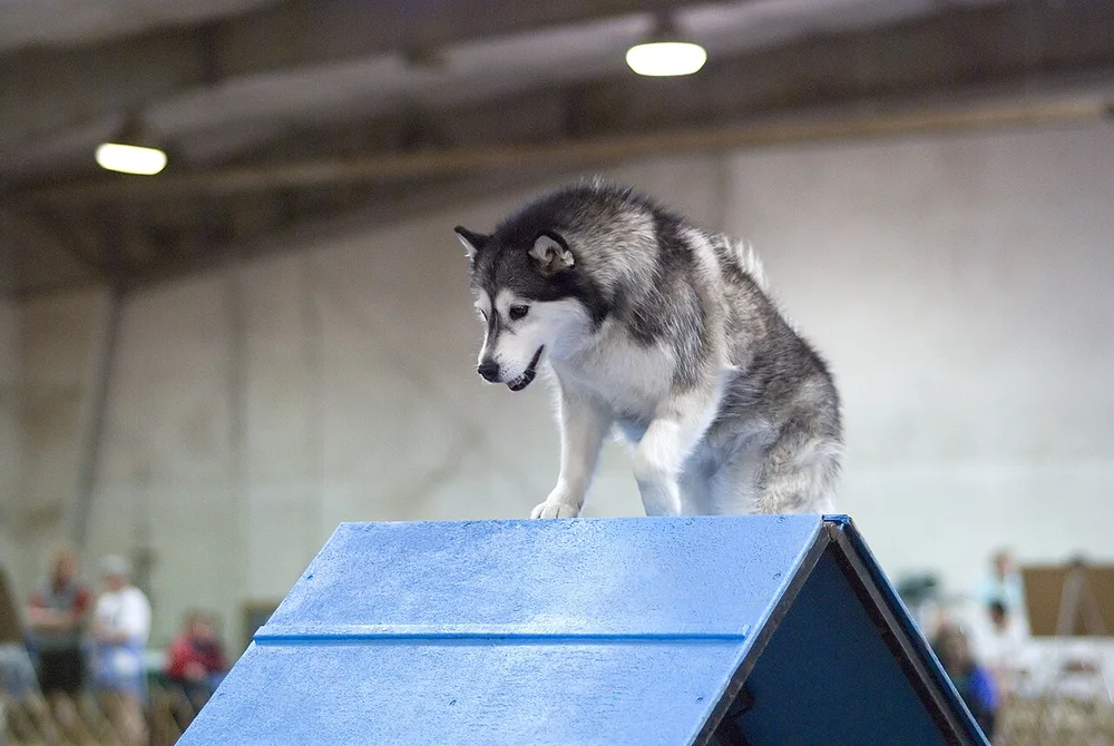 Alaskan Malamute