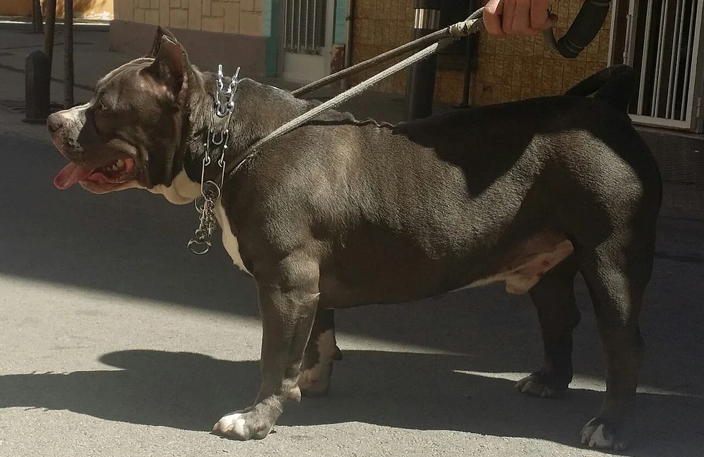 L'American Bully