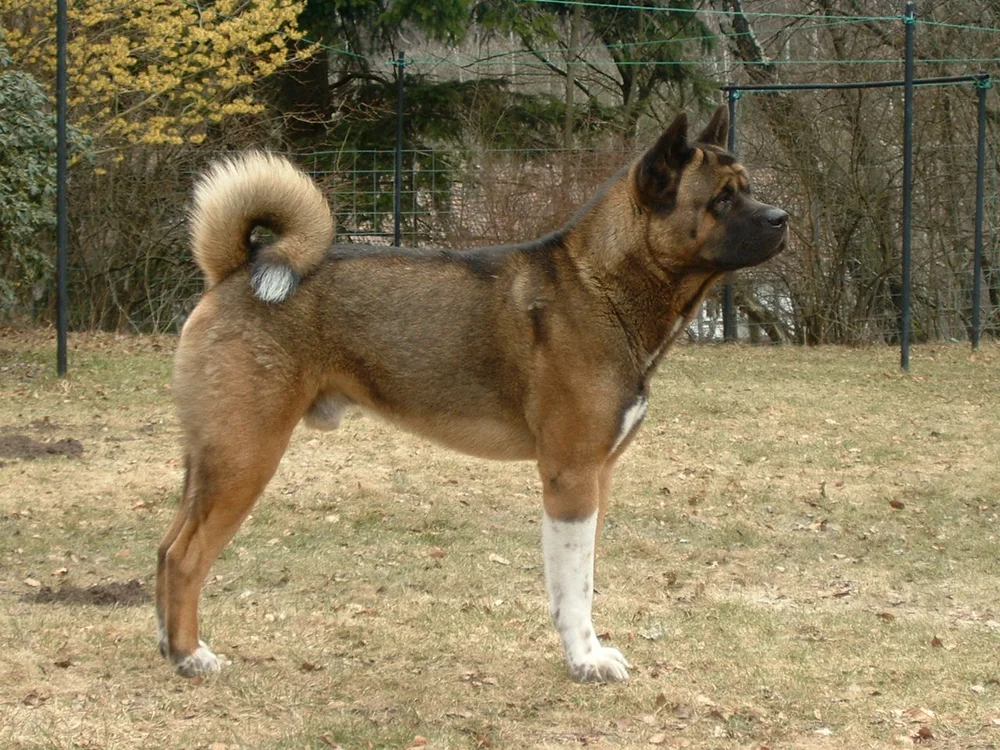 L'Akita Américain