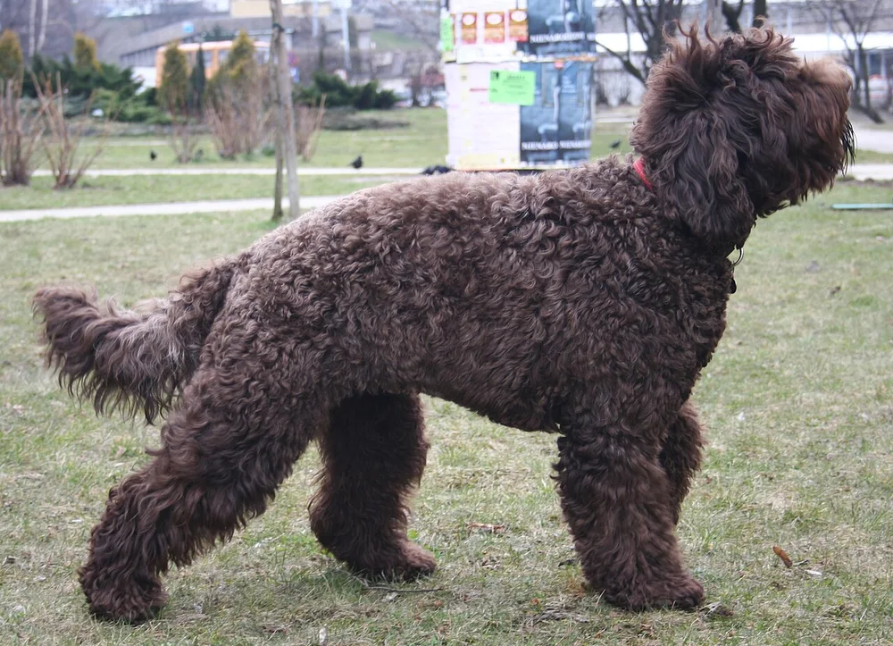 Le Barbet