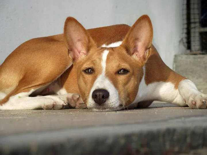 Le Basenji
