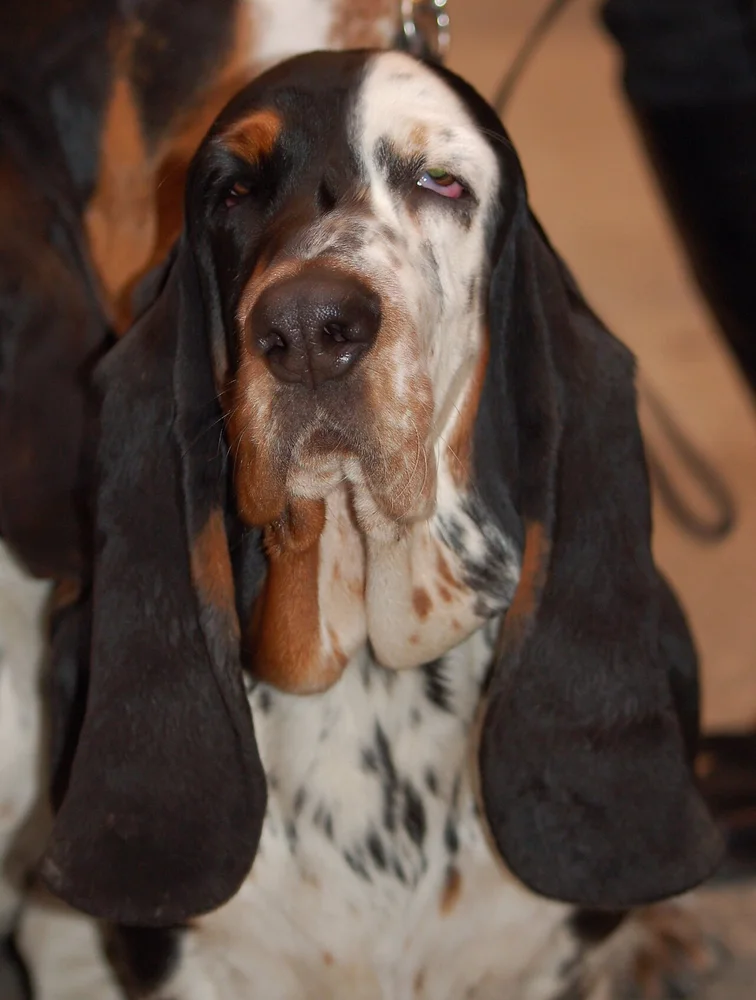 Le Basset Hound