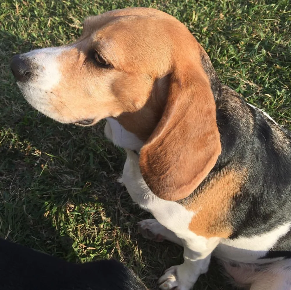 Le Beagle