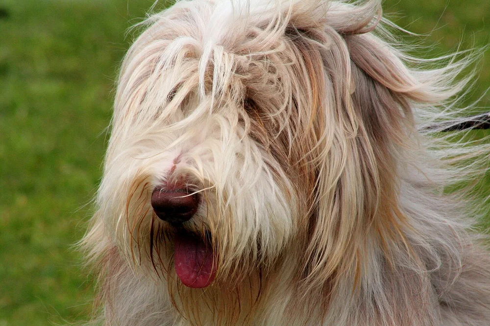 Le Bearded Collie