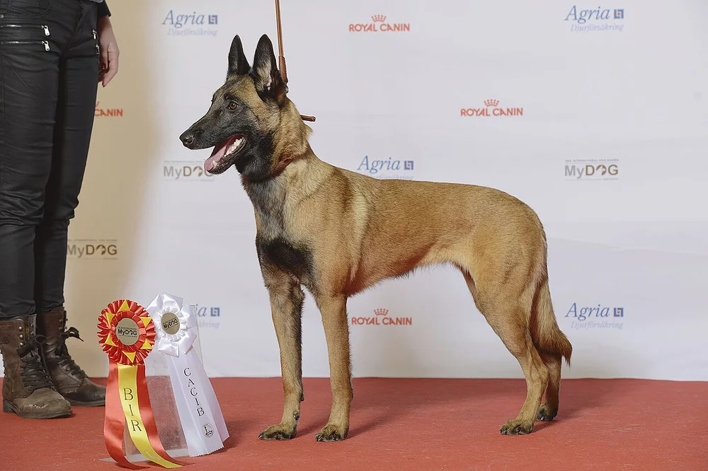 Le Berger Malinois