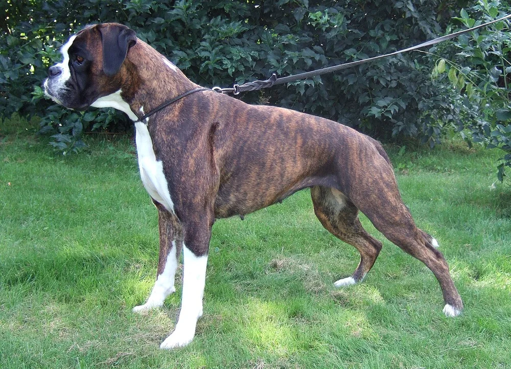Le Boxer