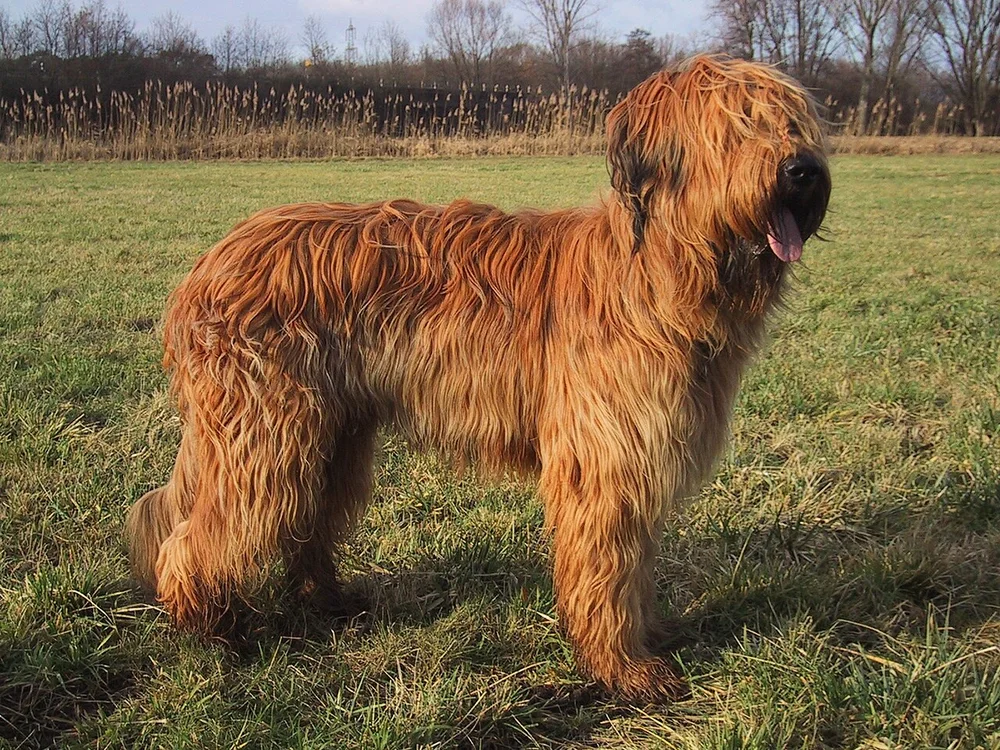 Le Briard