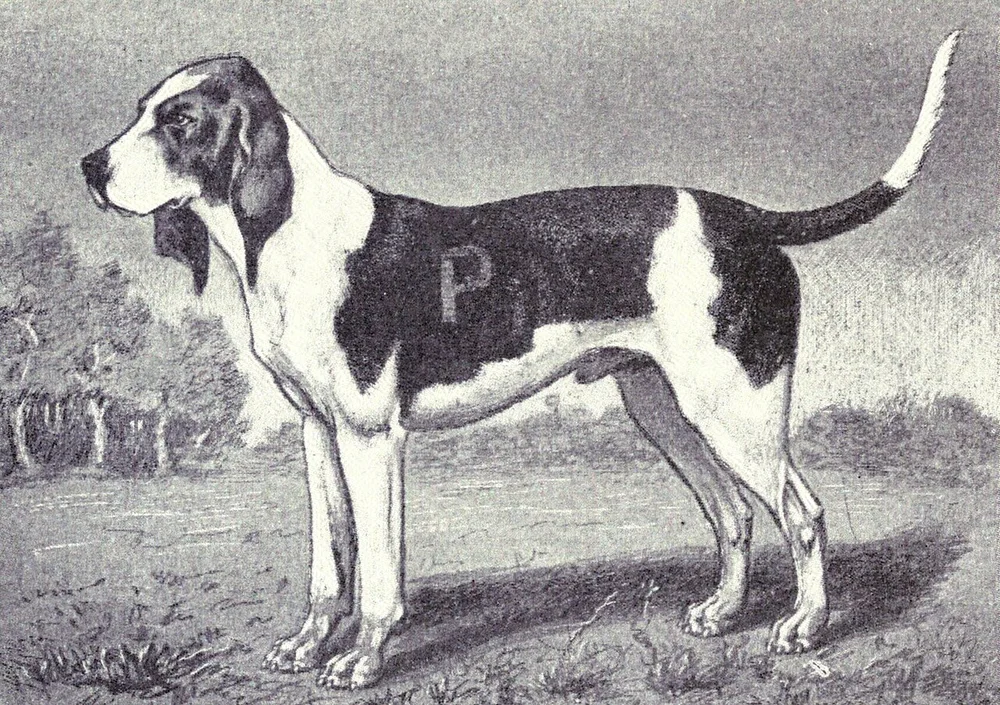 Le Chien d'Artois