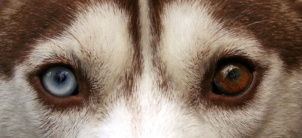 Husky de Sibérie