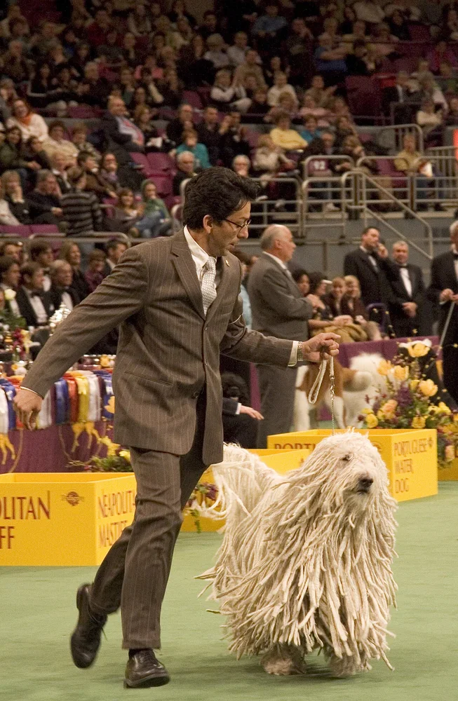 Le Komondor