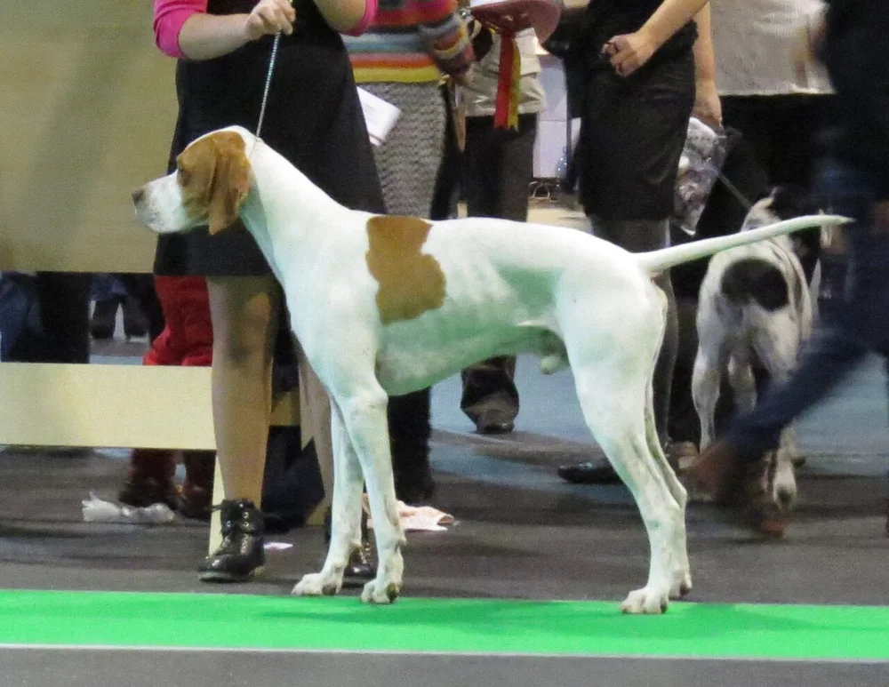 Le Pointer