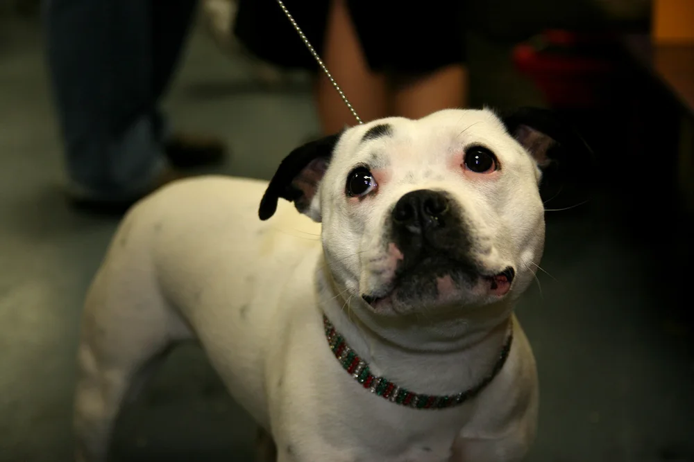 Le Staffy