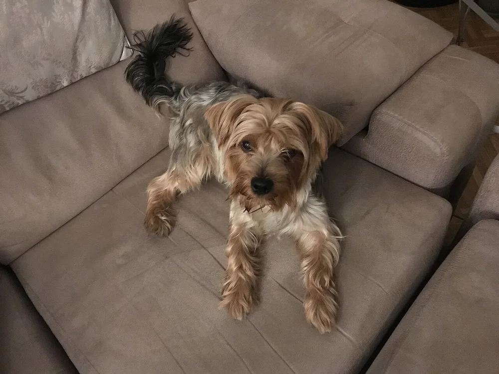 Le Yorkshire Terrier