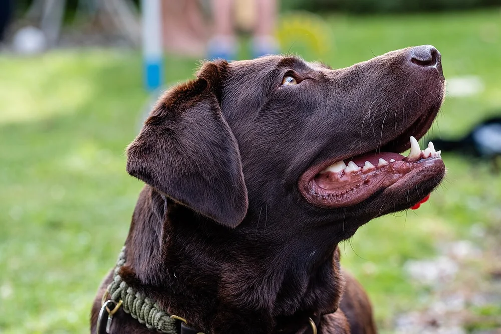 Labrador retriever assis dans l’herbe