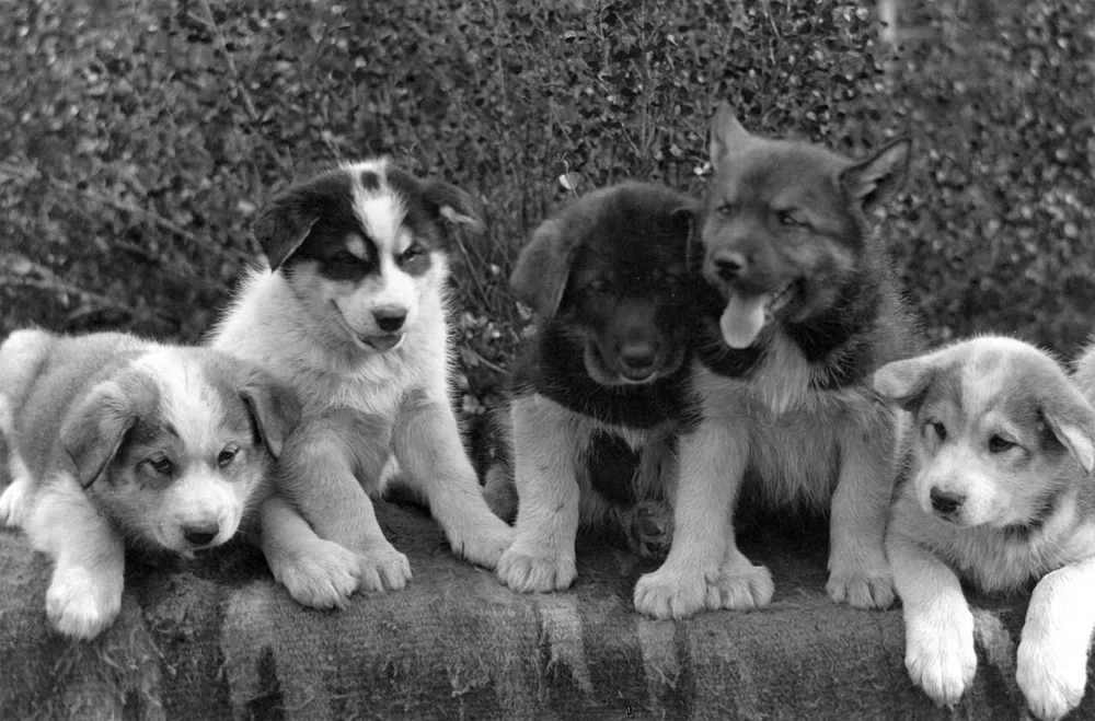Chiots nouveau-nés