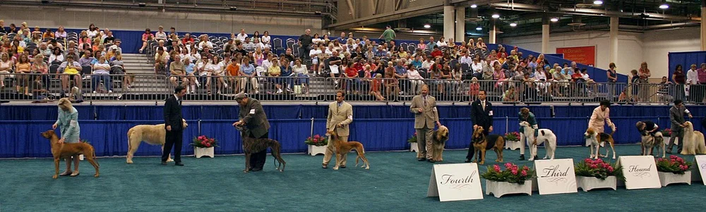 Plusieurs chiens de races variées lors d'une exposition