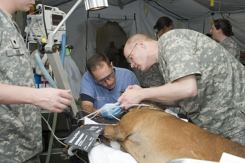 Chien examiné calmement dans un cabinet vétérinaire