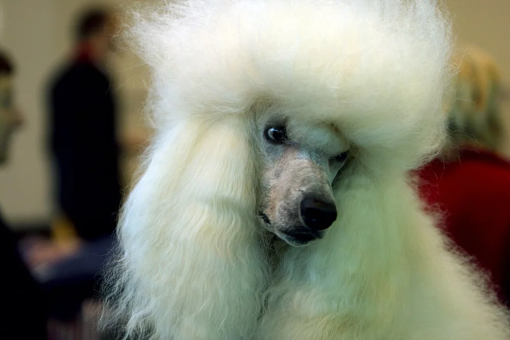 Portrait d'un caniche royal au poil bouclé