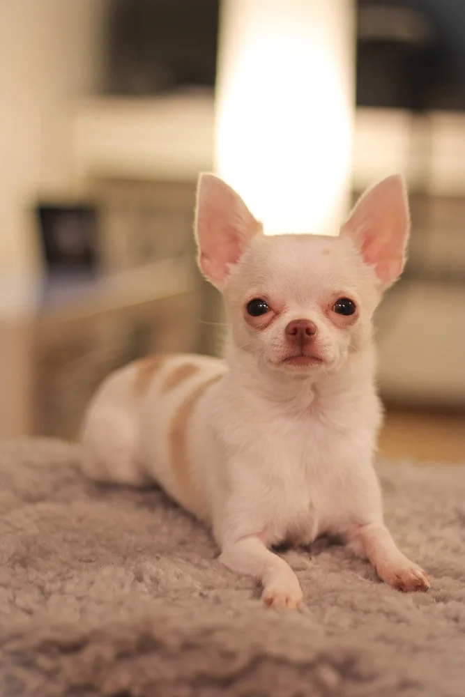 Petit chihuahua debout regardant l'objectif