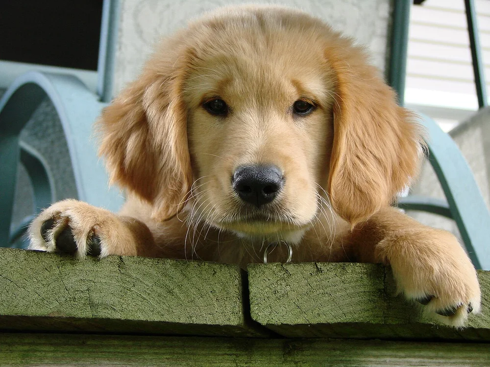 Golden retriever assis dans un jardin ensoleillé