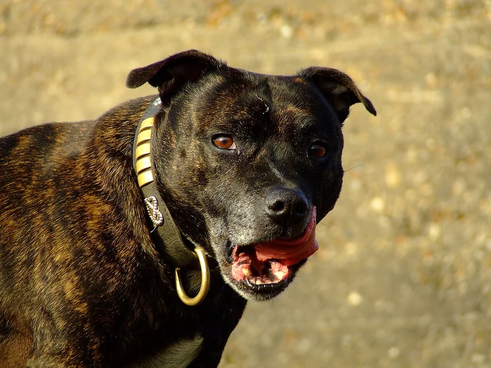 Staffordshire bull terrier