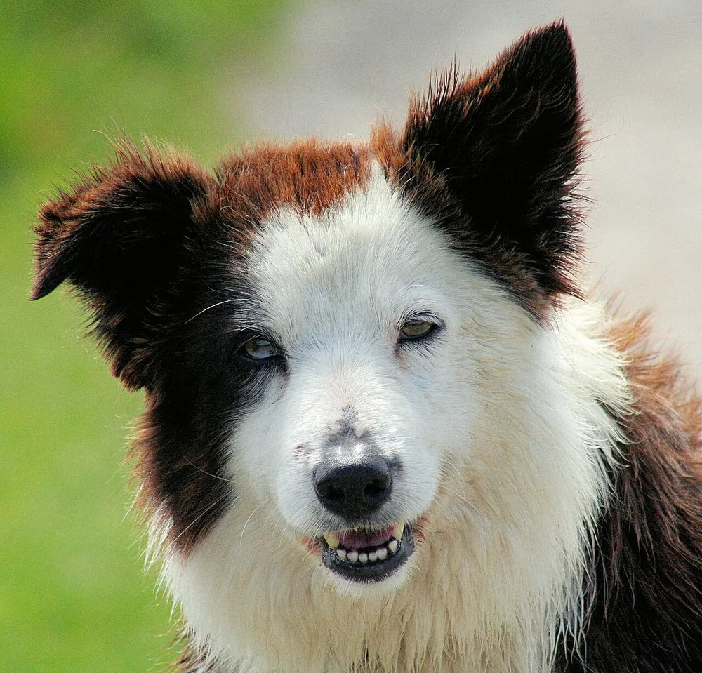 Portrait de border collie