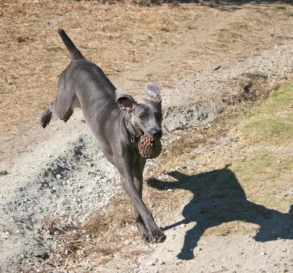 Chiens de race présentés lors d'une exposition canine