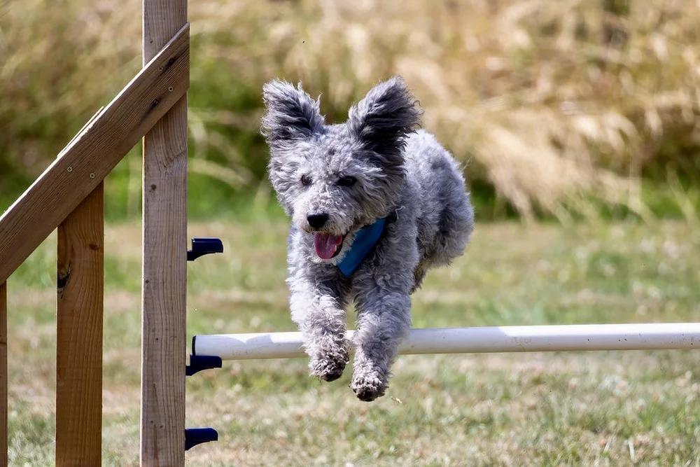 Chien franchissant une haie lors d'un parcours d'agility